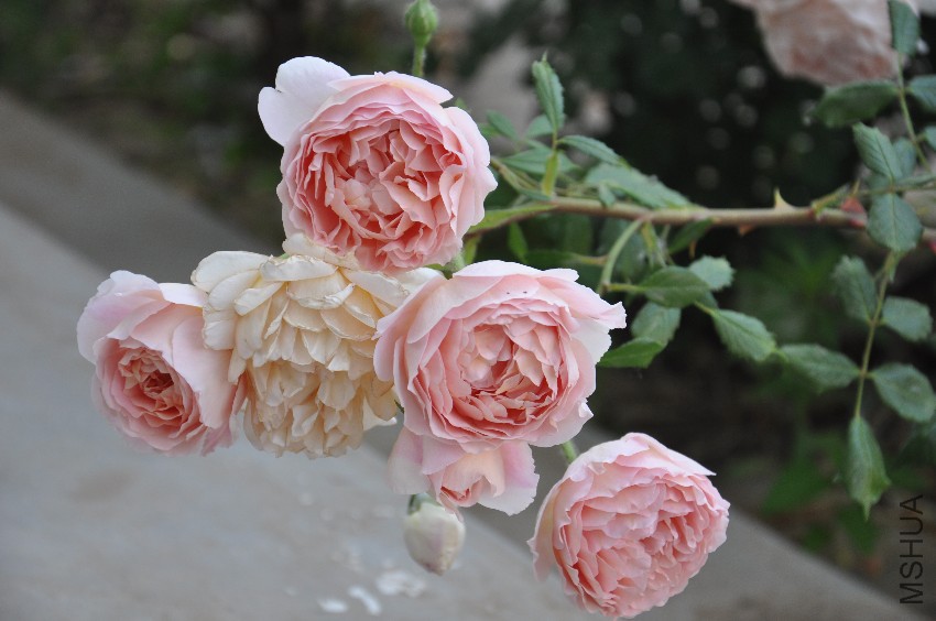 DSC_0349.JPG