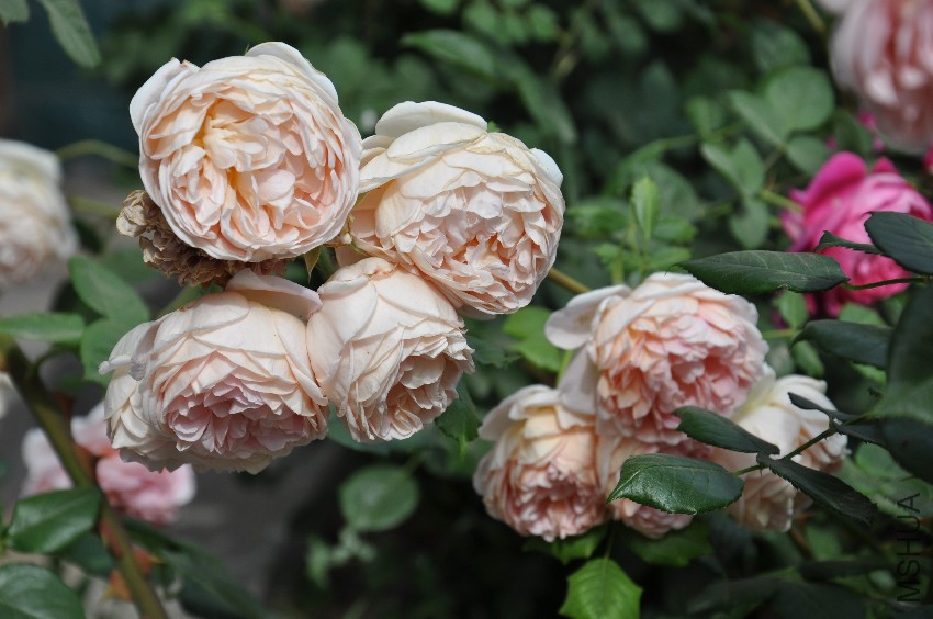 DSC_0419.JPG