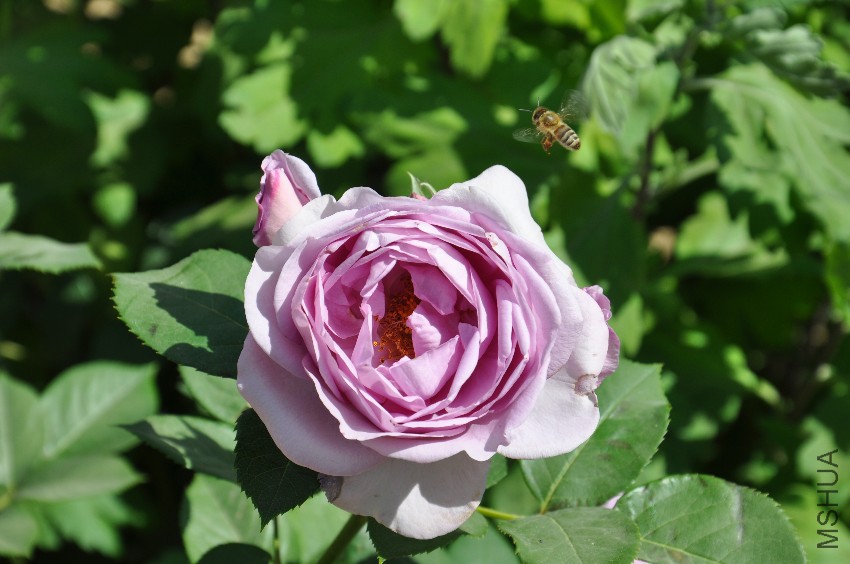 DSC_0397.JPG
