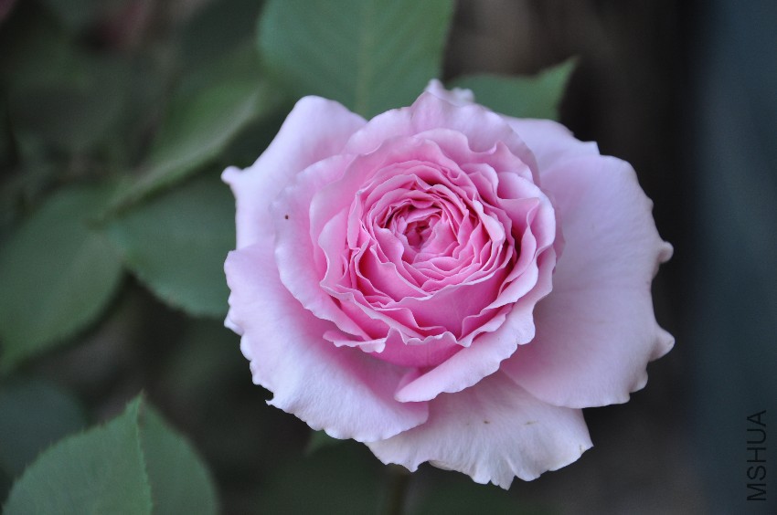 DSC_0335.JPG