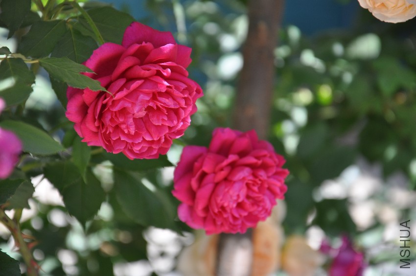 DSC_0407.JPG