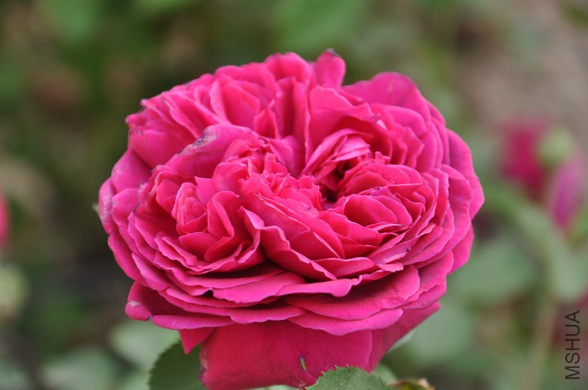 DSC_0346.JPG