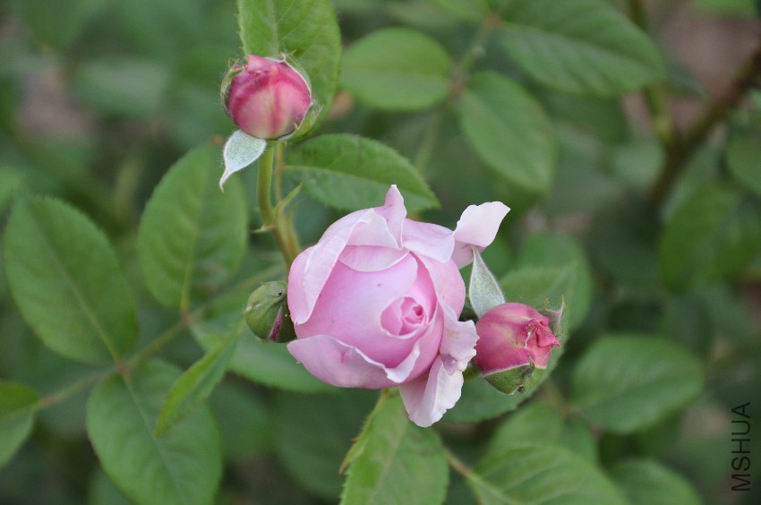 DSC_0347.JPG