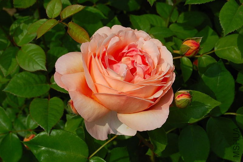DSC_57710115.JPG