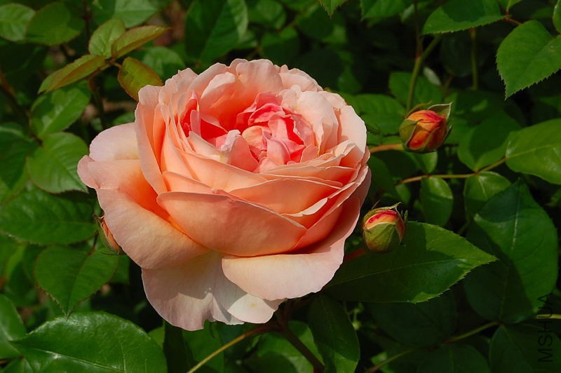 DSC_57700114.JPG