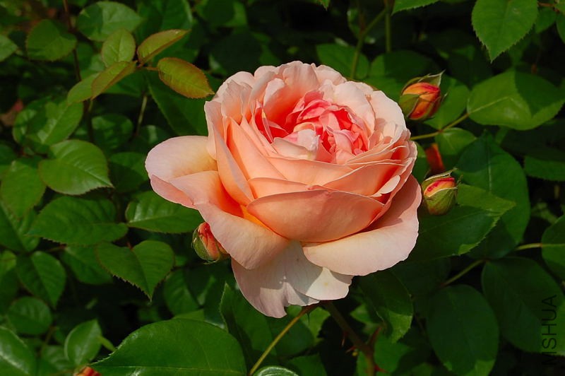 DSC_57680112.JPG