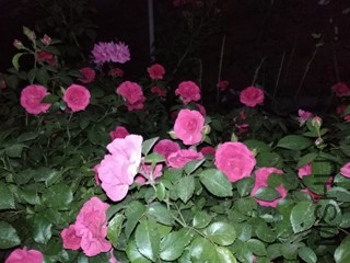 IMG_20170511_204103.jpg