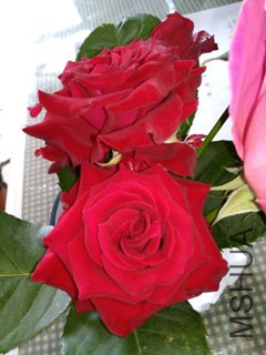 IMG_20170515_092611.jpg