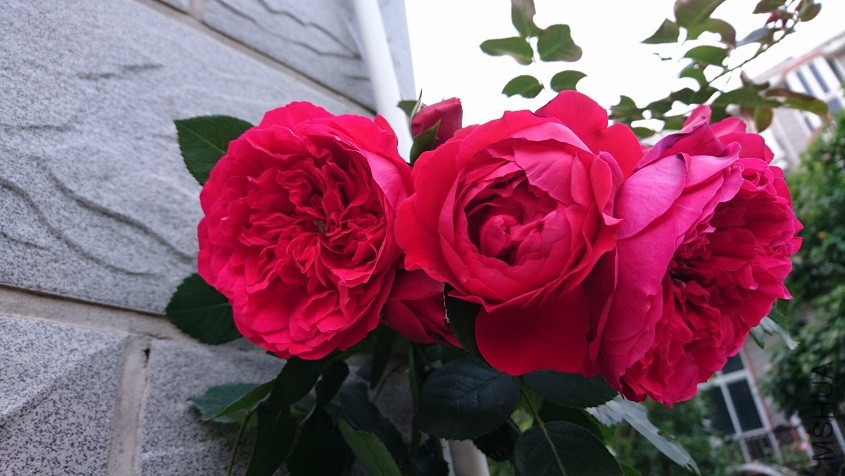 DSC_3573.JPG