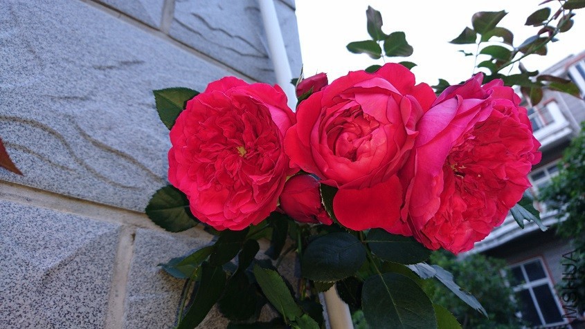 DSC_3578.JPG
