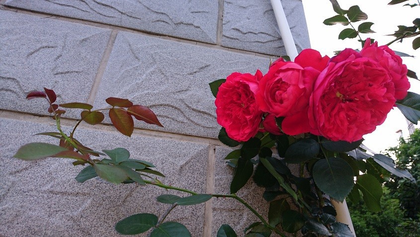 DSC_3579.JPG