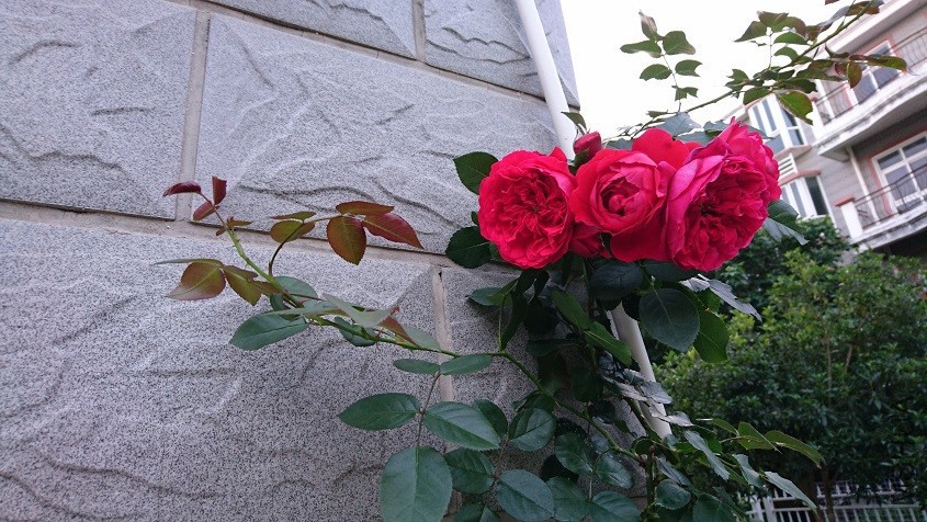 DSC_3581.JPG