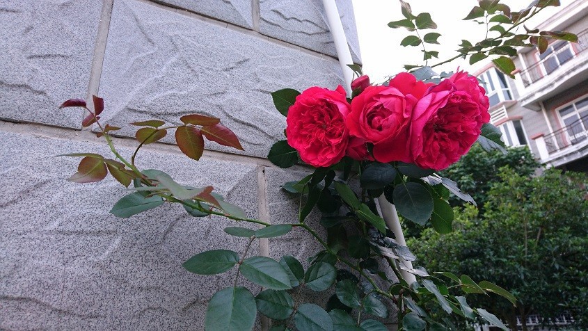 DSC_3582.JPG