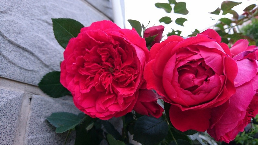DSC_3584.JPG