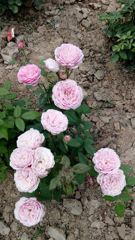 IMG_20170515_105226.jpg