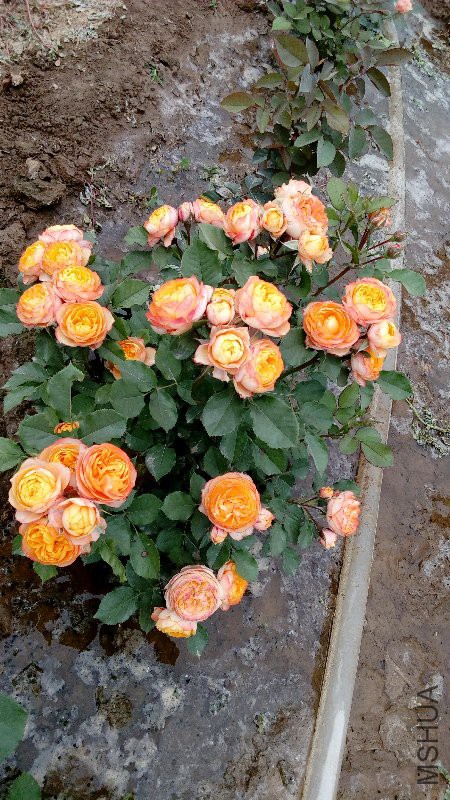 IMG_20170515_104946.jpg