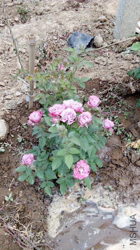 IMG_20170515_104953.jpg