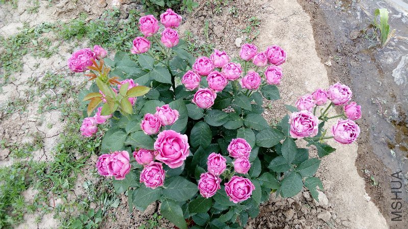 IMG_20170515_104819.jpg