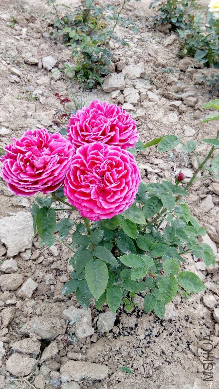 IMG_20170515_104710.jpg