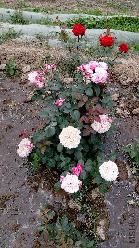 IMG_20170515_104623.jpg