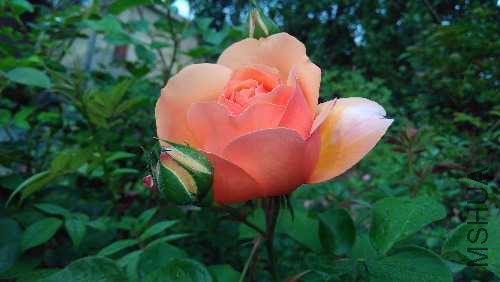 IMG_20170511_063657.jpg