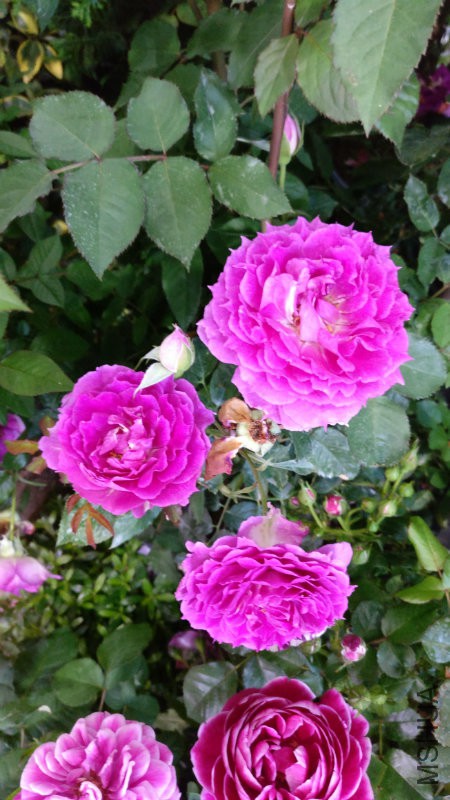 �췽ҹ̷����ζ��֡�����