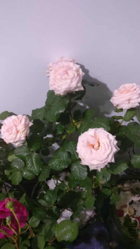 �����á�