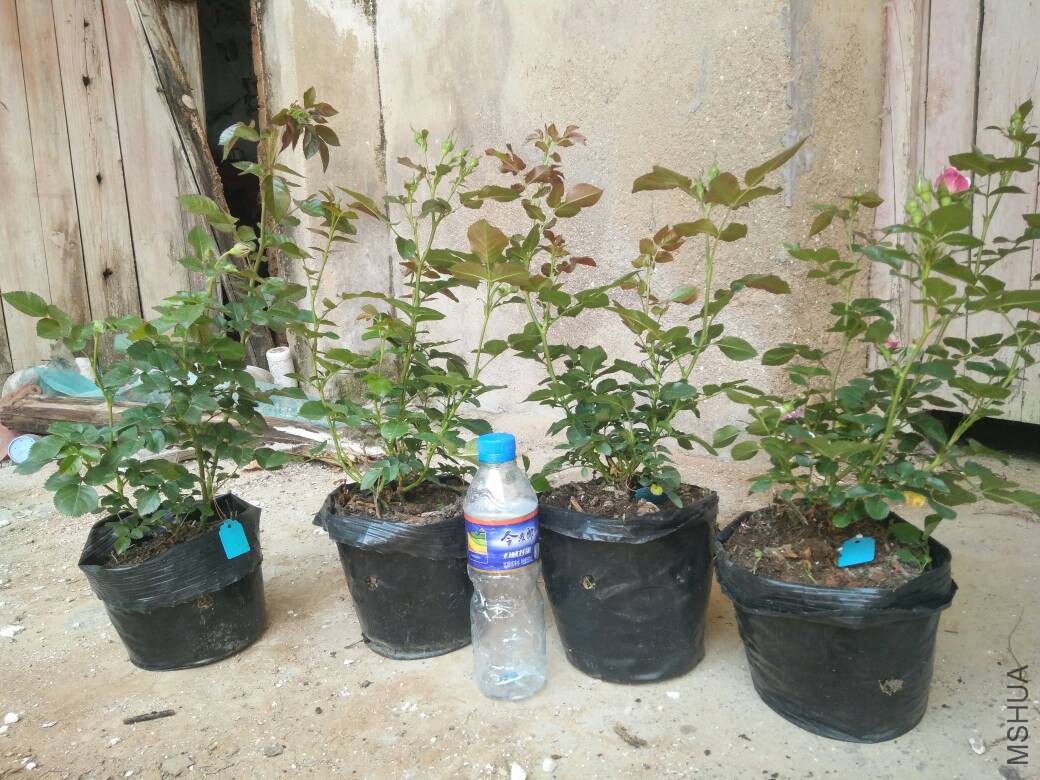121337ppm3yw1l8z5771pb.jpg
