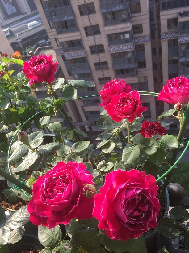 ������� Apr 28.jpg