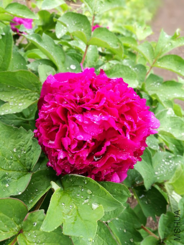 �װ���