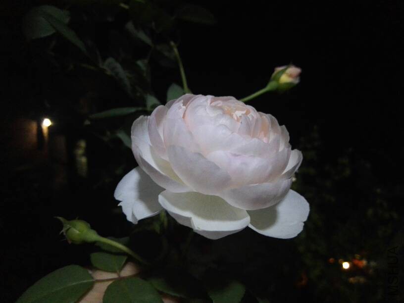 214151csg1uvqppvj6msq4.jpg