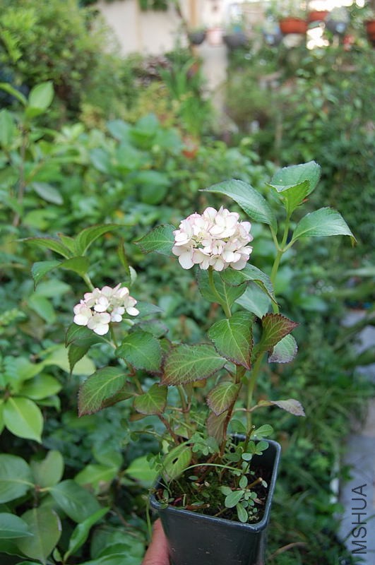 DSC_79380042.JPG