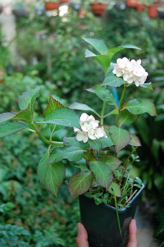DSC_79280032.JPG