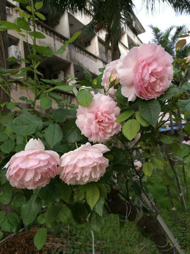 IMG_20170516_165941.jpg