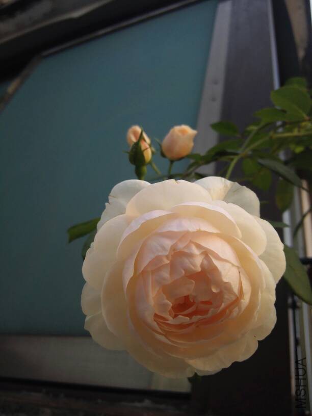 072350ht08uid8lqoxwx5w.jpg