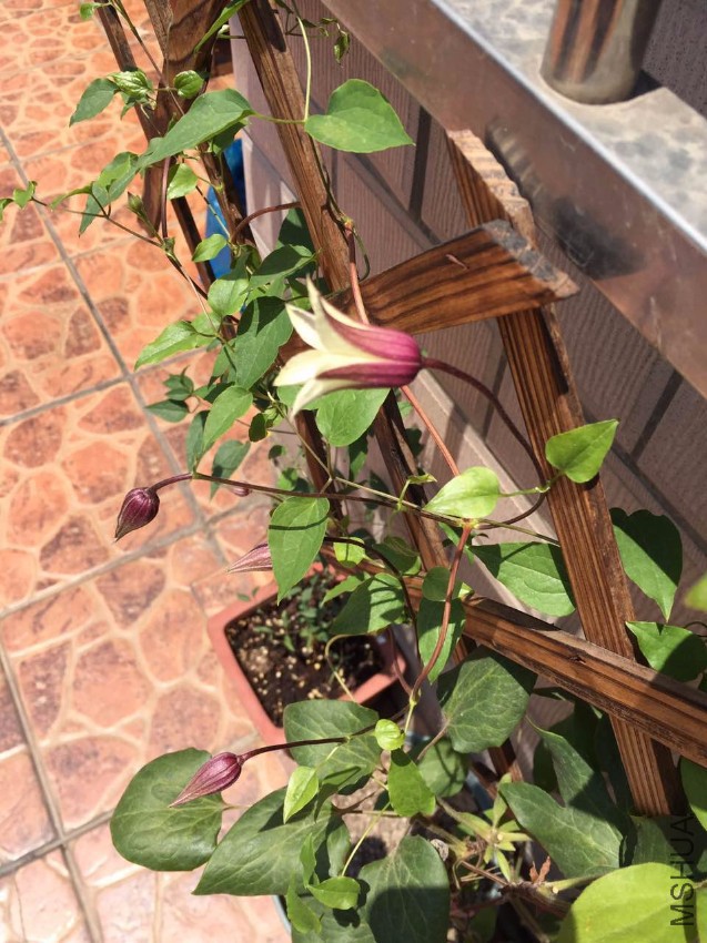 ��te����