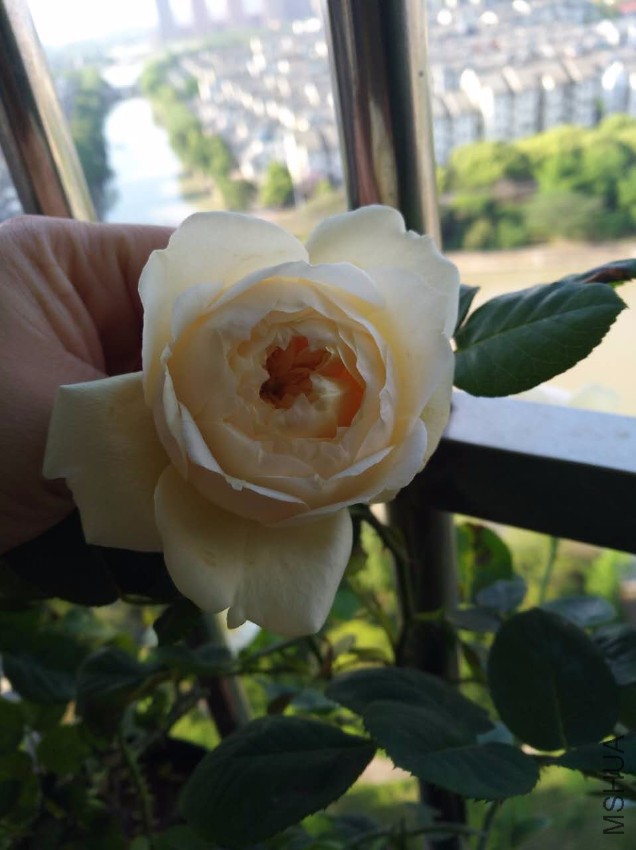 ΢��ͼƬ_20170518095627.jpg