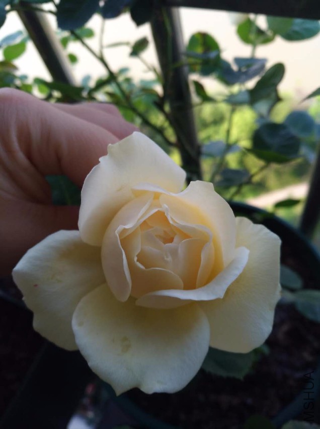 ΢��ͼƬ_20170518095623.jpg