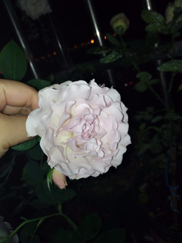 ΢��ͼƬ_20170518095153.jpg