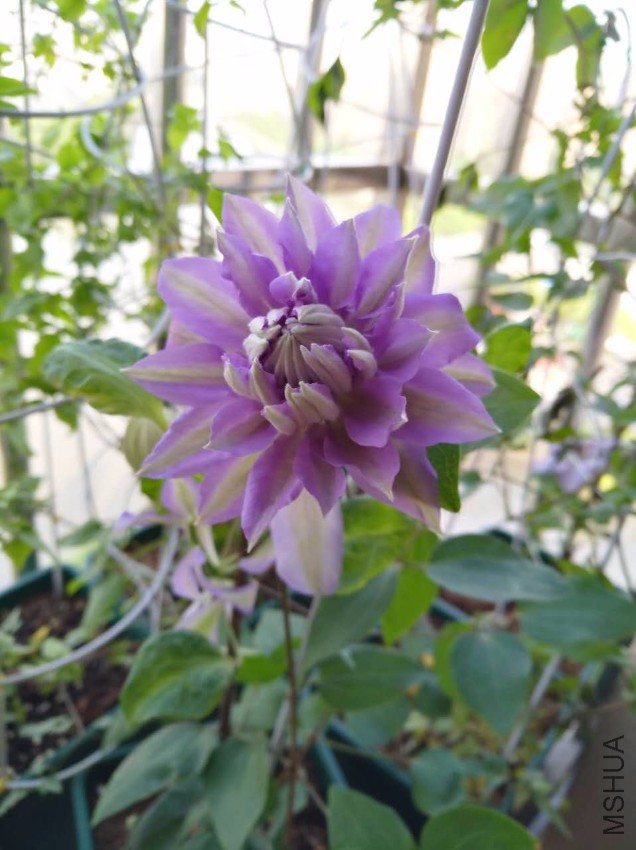 ΢��ͼƬ_20170518103221.jpg