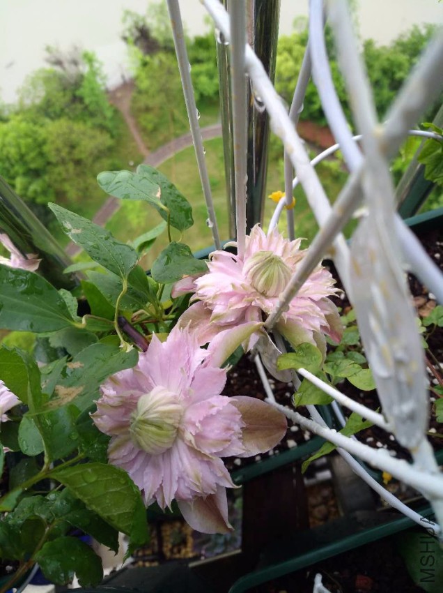 ΢��ͼƬ_20170518103248.jpg