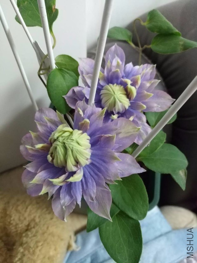 ΢��ͼƬ_20170518103239.jpg
