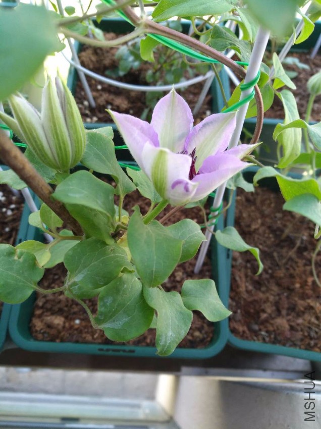 ΢��ͼƬ_20170518103353.jpg