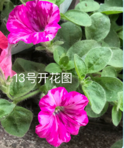 13�ſ���ͼ.png