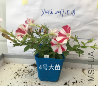 4�Ŵ���.png