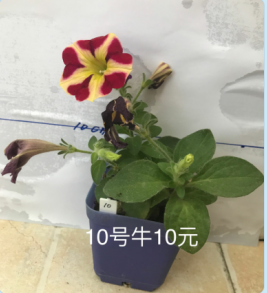 10�Ŵ���1.png