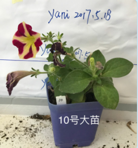 10�Ŵ���.png