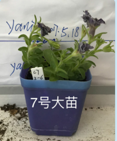 7�Ŵ���.png