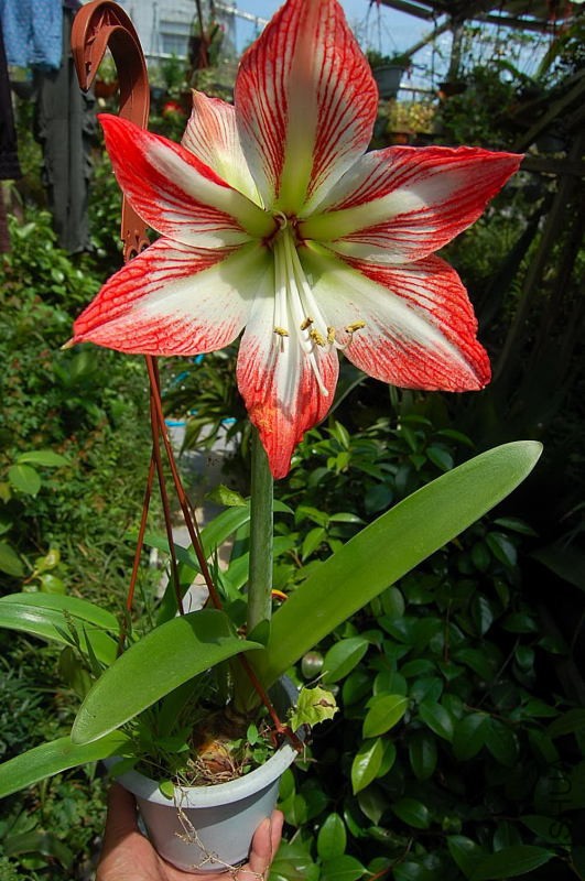 DSC_82440297.JPG