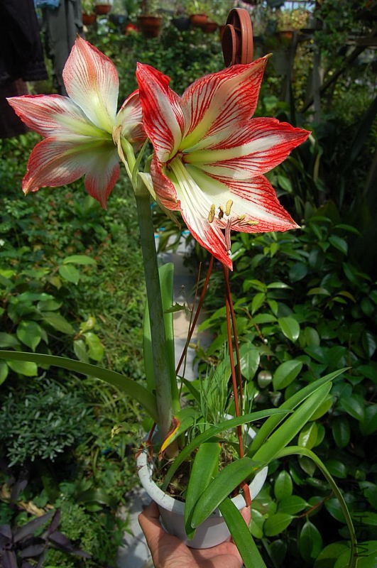 DSC_82500303.JPG